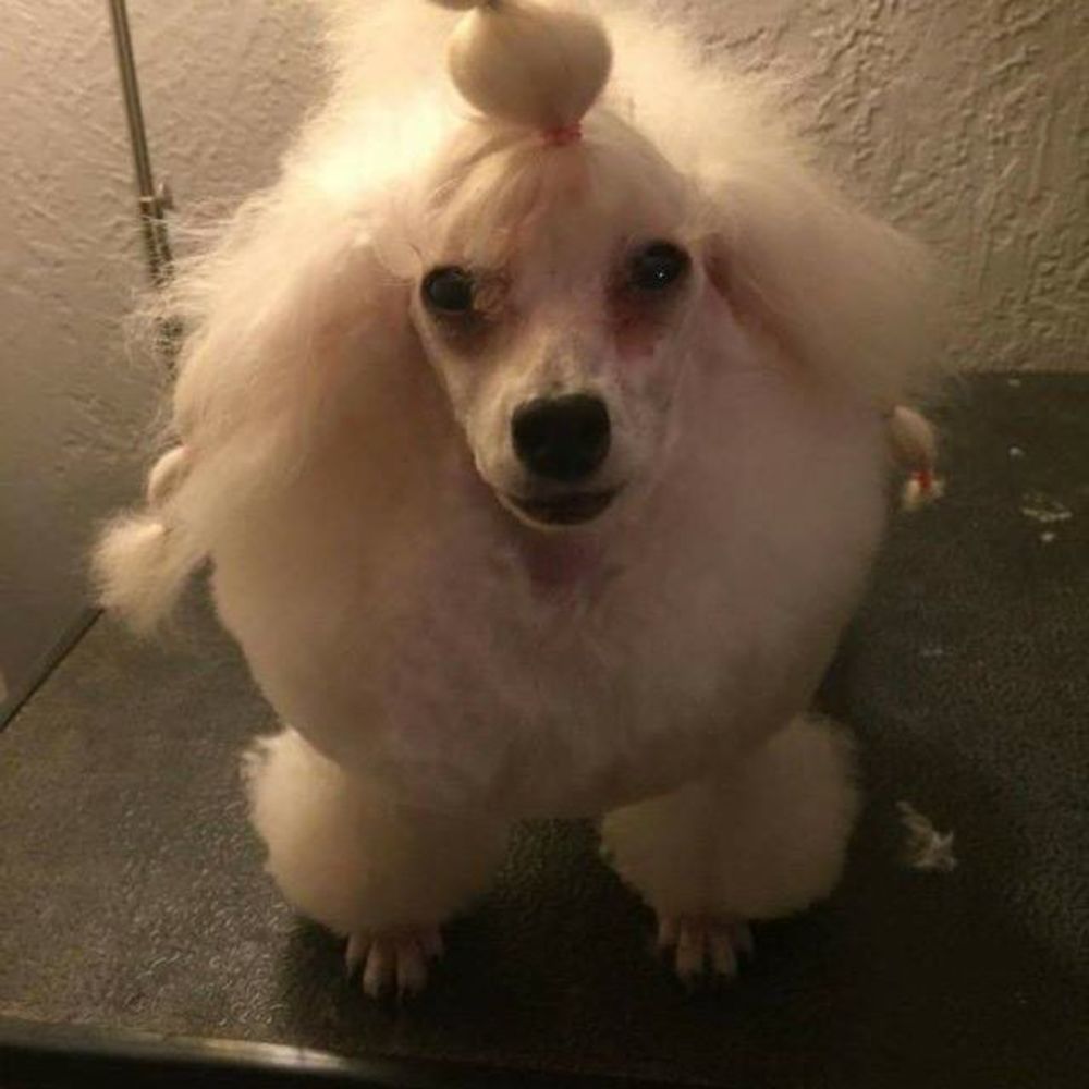 Meet your Posher, Karen